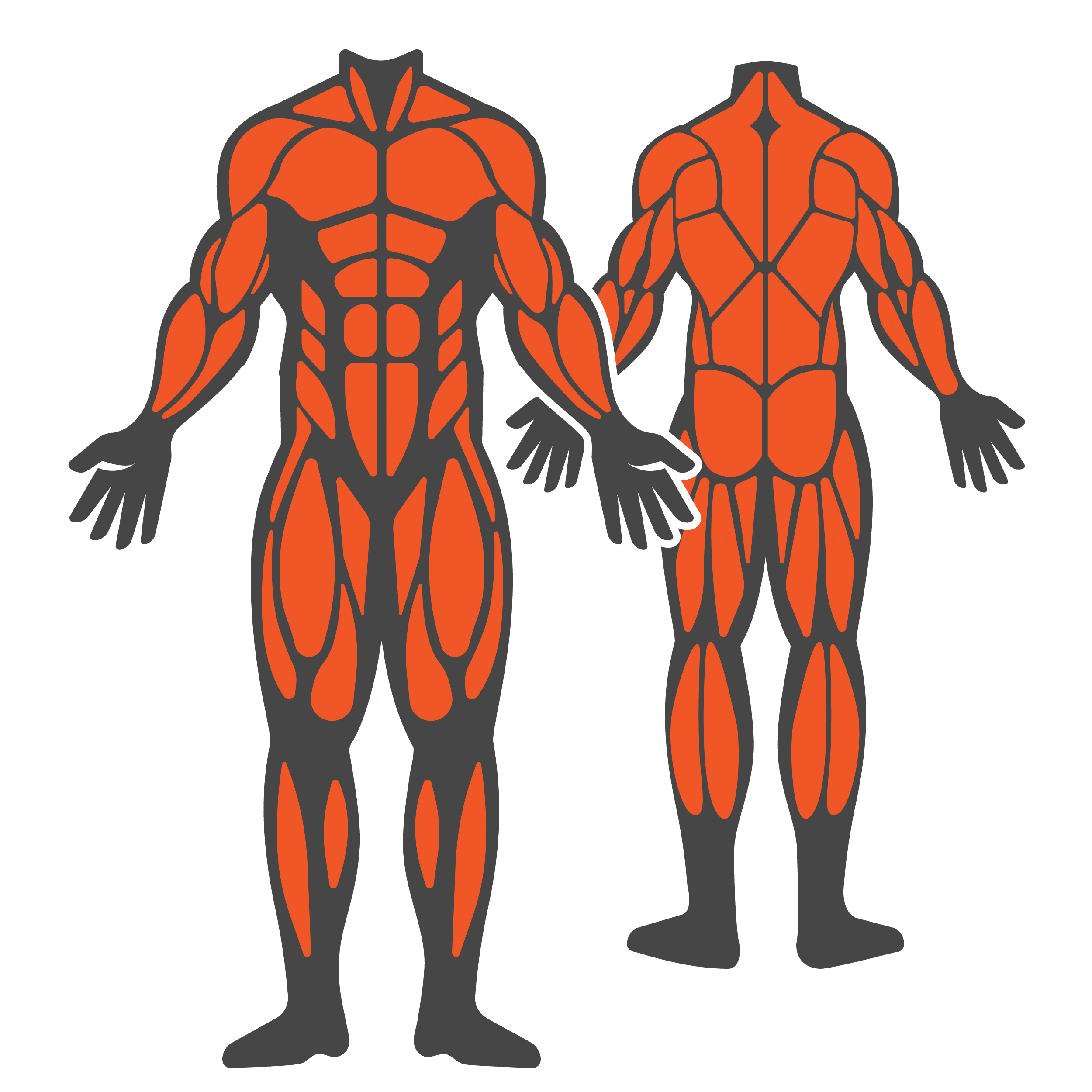 full body muscle group icon